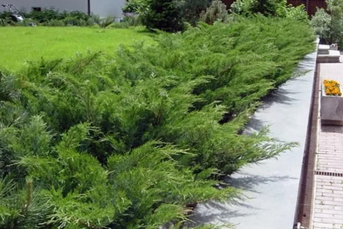 Compact hedge from Cossack juniper