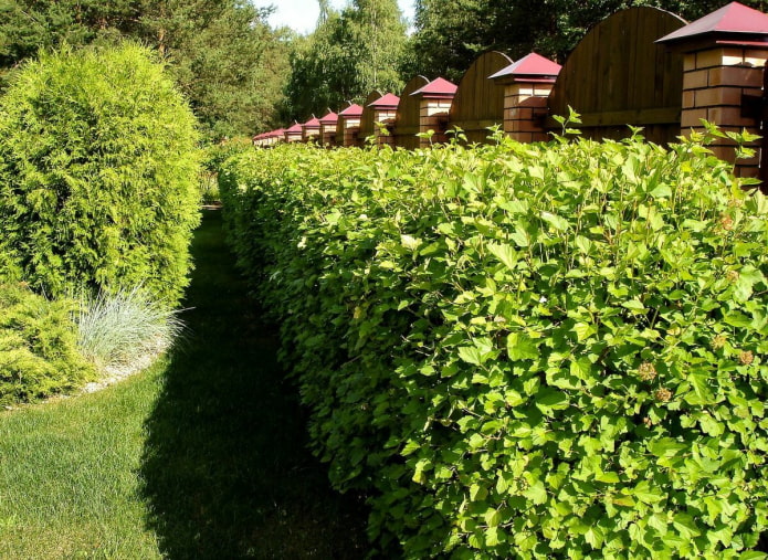 Green bladder hedge