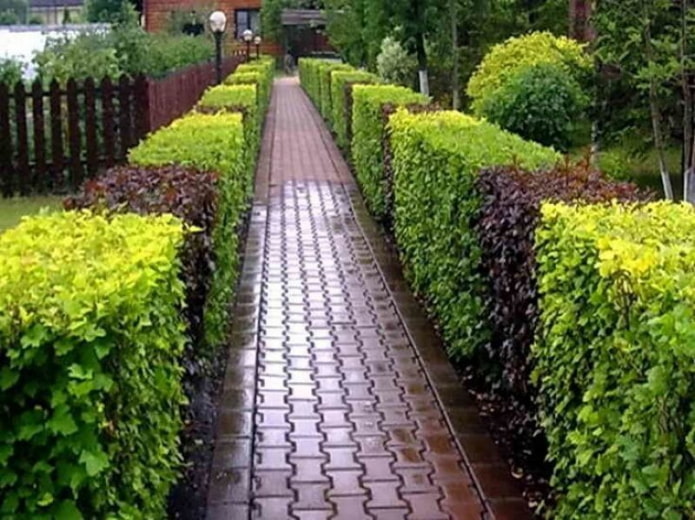 Hedge of green and burgundy bladder