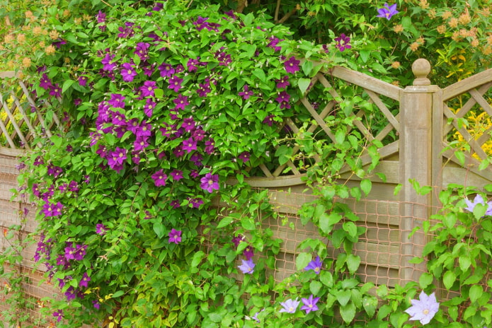 decoration of the fence with clematis decoration of the fence with clematis