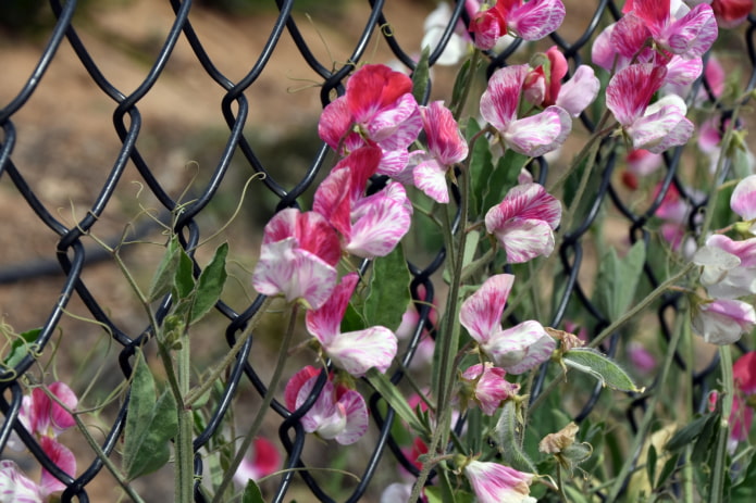 braiding sweet peas braiding sweet peas