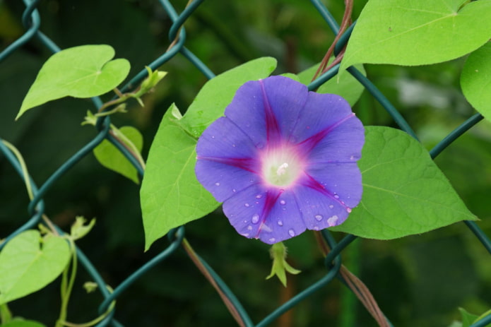 morning glory flowers morning glory flowers