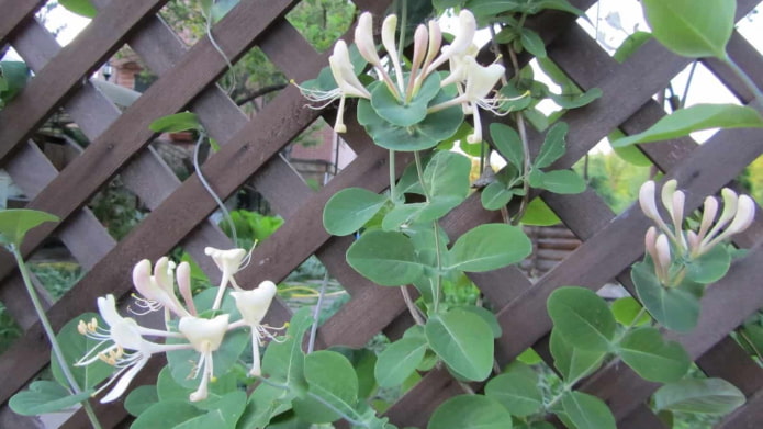 decorative honeysuckle on the fence decorative honeysuckle on the fence