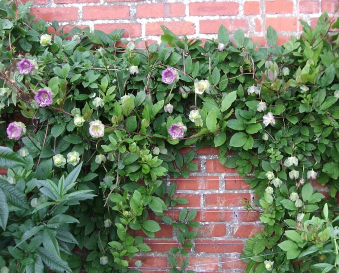 kobei on a brick wall kobei on a brick wall