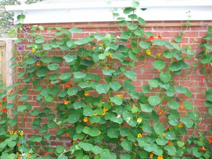 flowers and leaves of nasturtium flowers and leaves of nasturtium