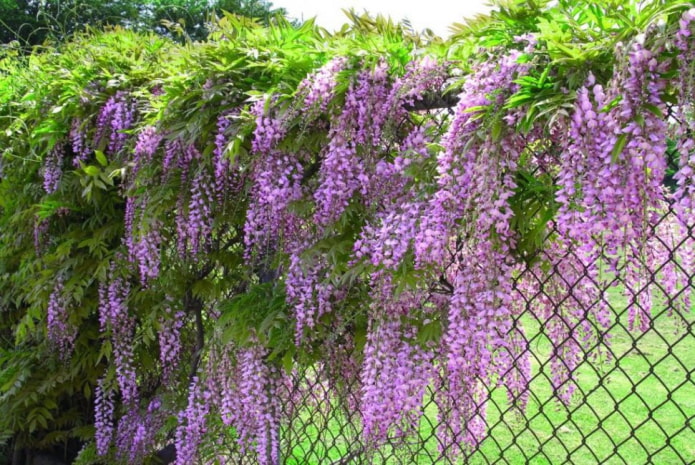 wisteria on the fence wisteria on the fence
