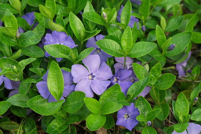 flowers periwinkle flowers periwinkle