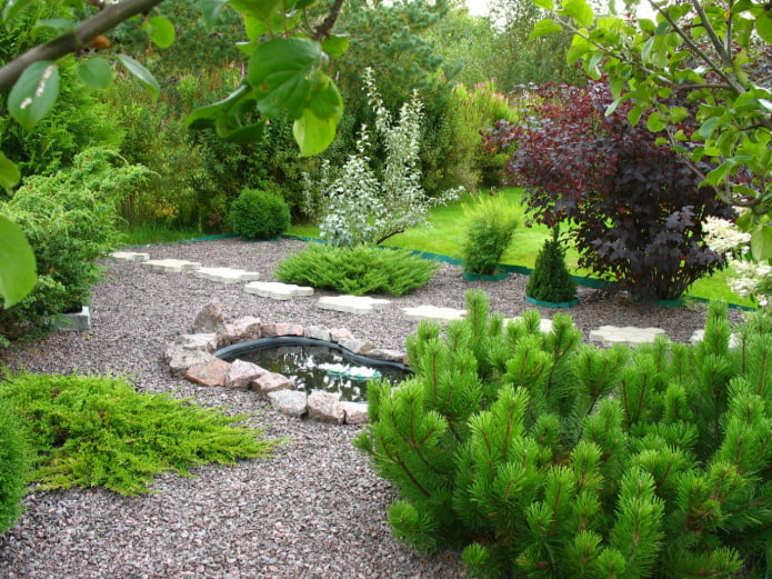 Plot with conifers