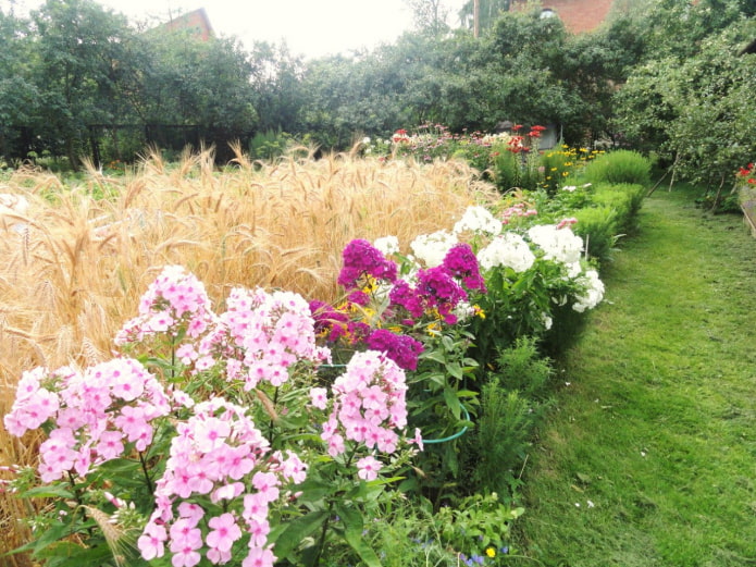 Flower garden and rye