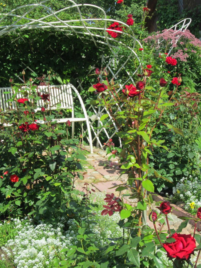 Climbing roses around the bench