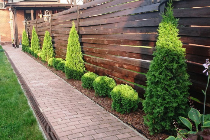 Thuja and junipers near the fence