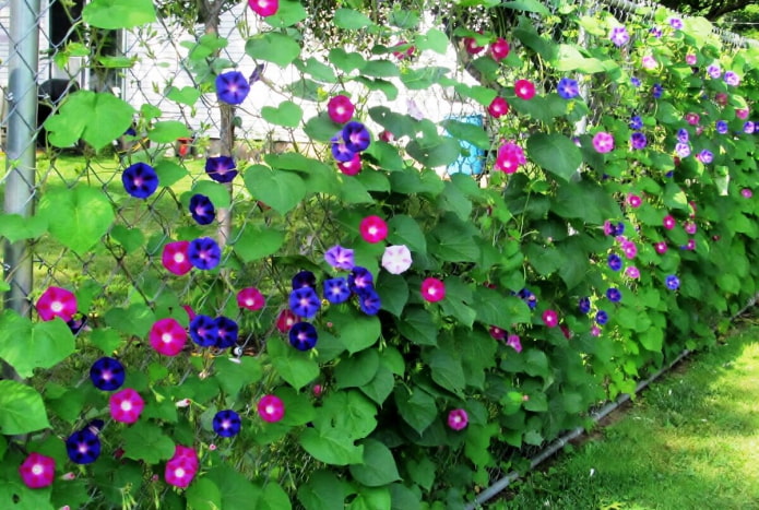 Chain-link fence with morning glory Chain-link fence with morning glory