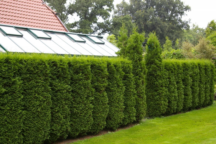 dense bushes for hedges