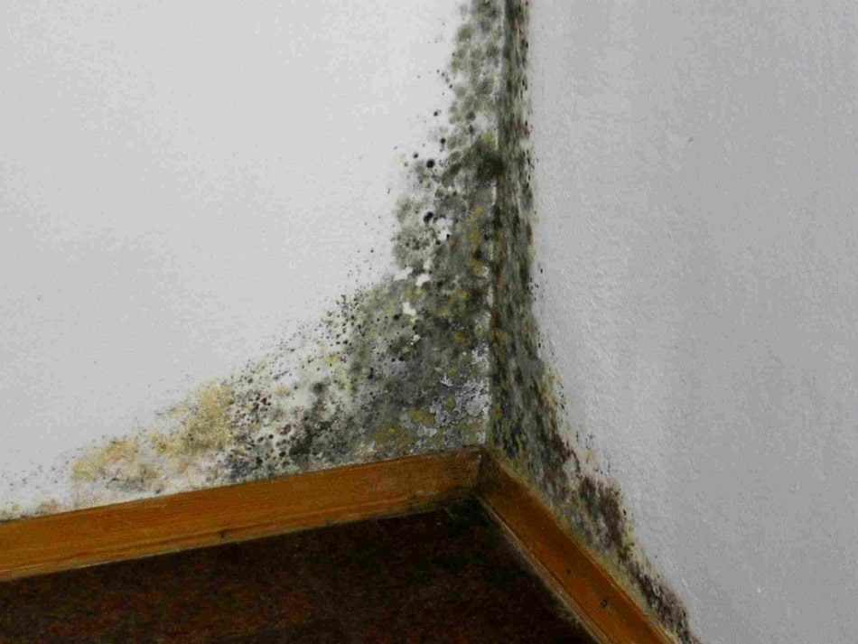 mold in the corner