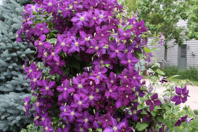 Purple clematis