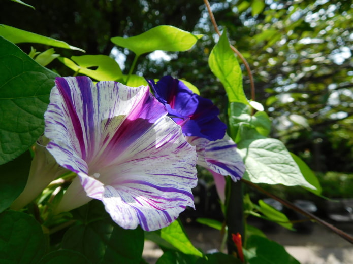 Ipomoea striped