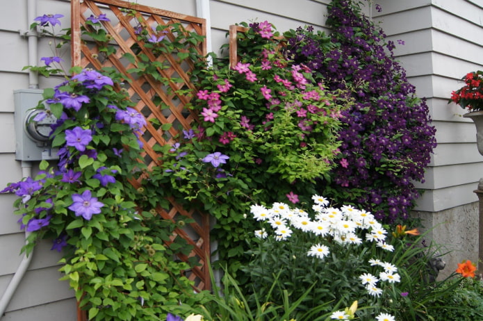 Clematis in landscape design