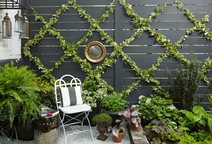 Ivy in landscape design