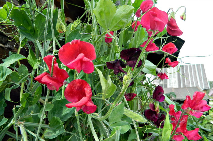 Sweet peas in the garden