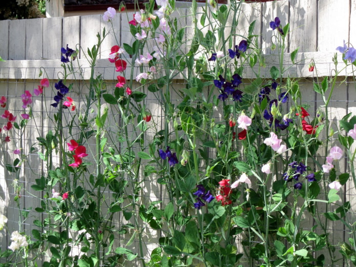 Sweet peas by the fence