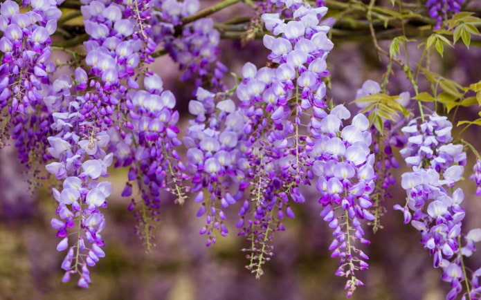Wisteria bunches