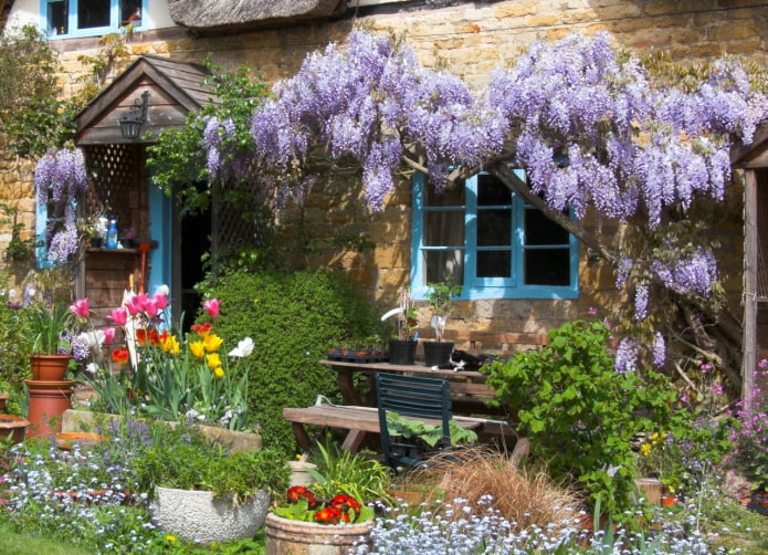 Wisteria on the facade of the house