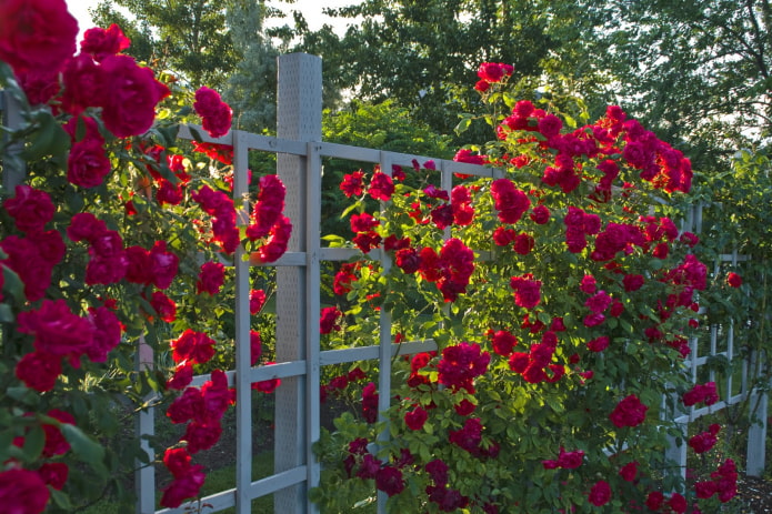 Climbing roses