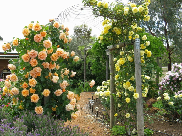 Arch of roses