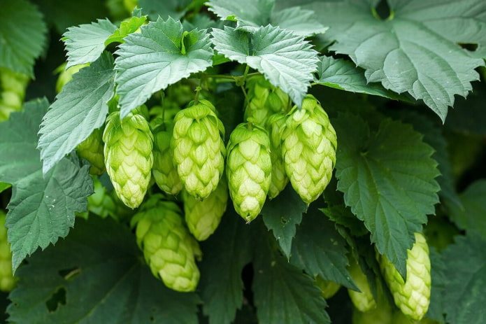 Common hops