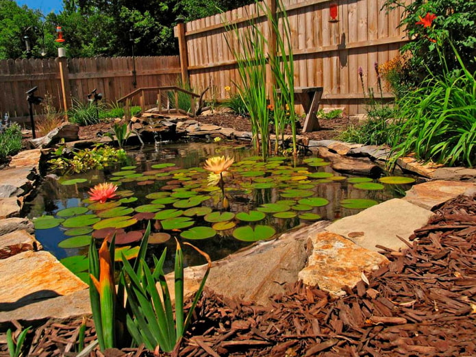 pond with plants in the garden
