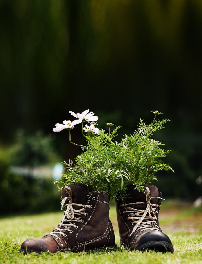 flowers in shoes