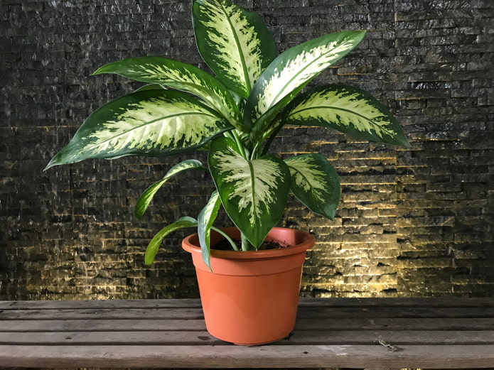 dieffenbachia in the apartment