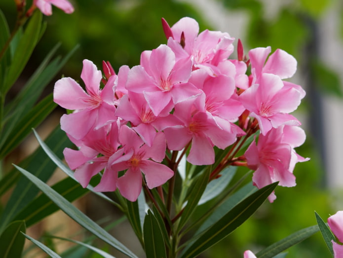 is oleander harmful