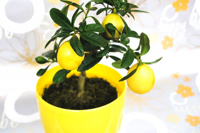 useful plants for the home