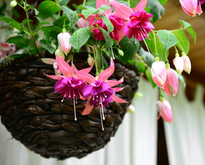 how fuchsia blooms