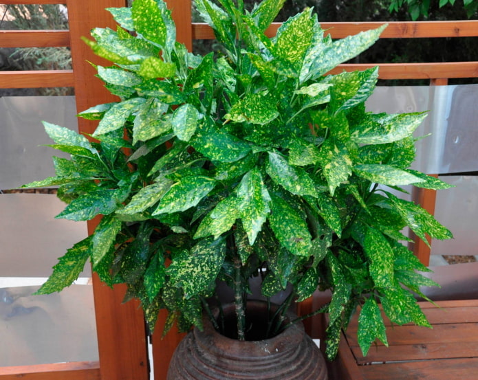 deciduous shade-loving plants