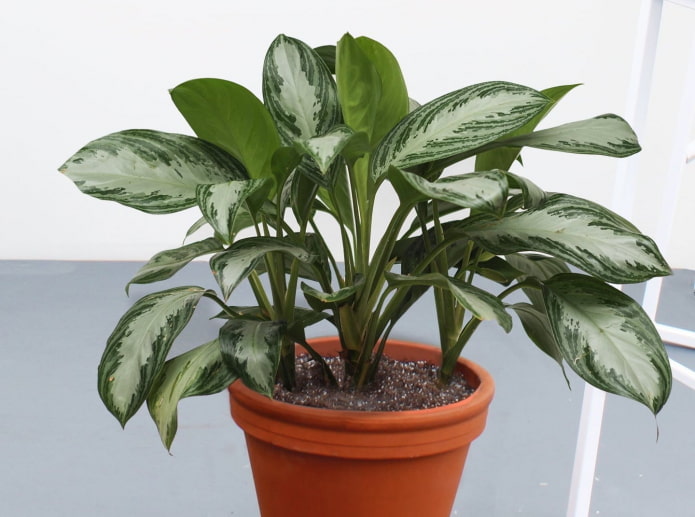 how to grow aglaonema