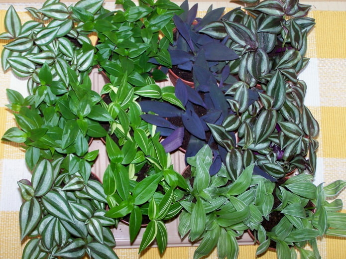 types of tradescantia