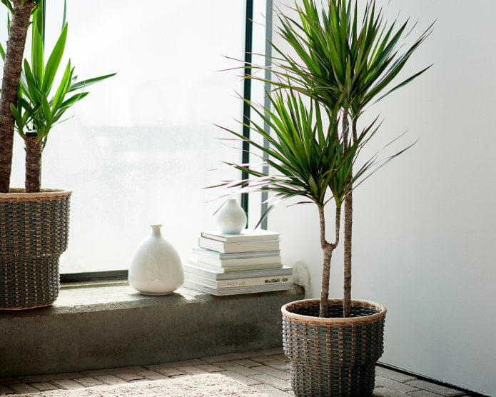 dracaena in the interior