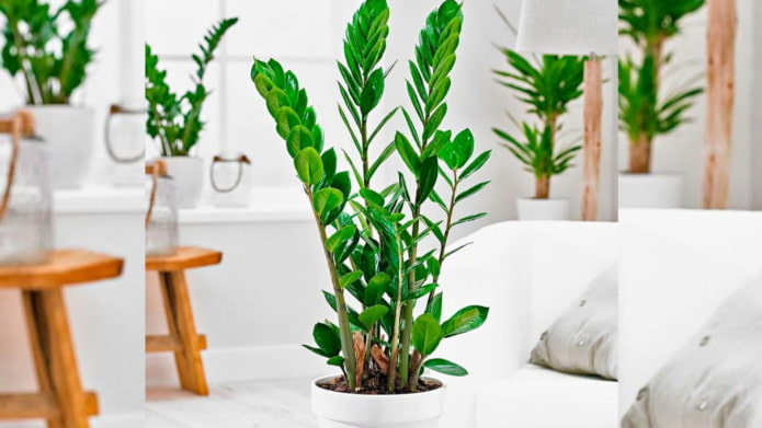 zamiokulkas how to grow