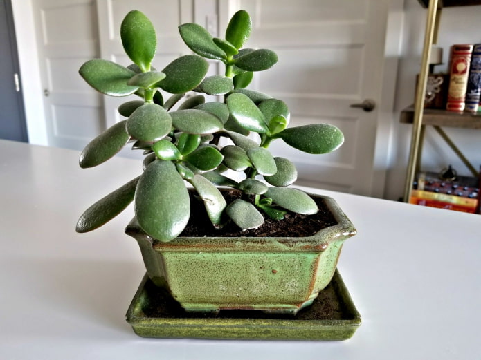 fat girl in a low pot