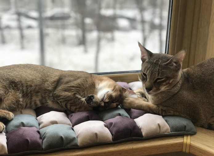 cat pillows on the windowsill cat pillows on the windowsill