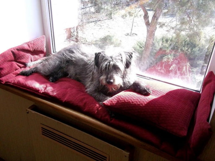 the dog on the windowsill the dog on the windowsill