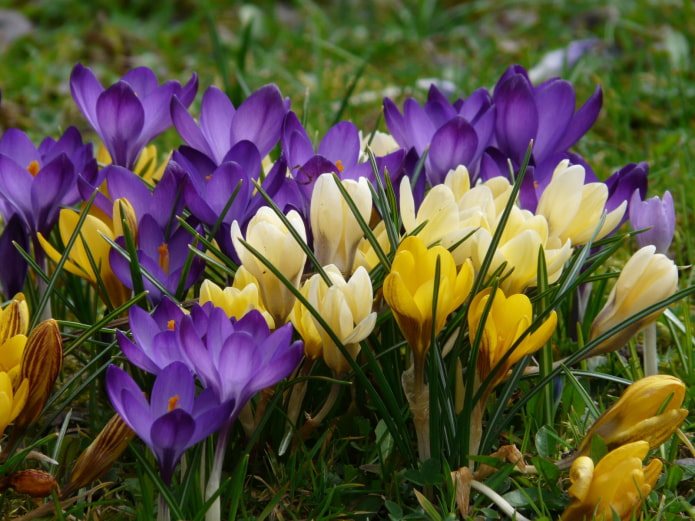 Crocuses Crocuses