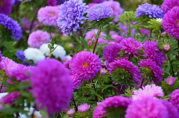 Asters Asters