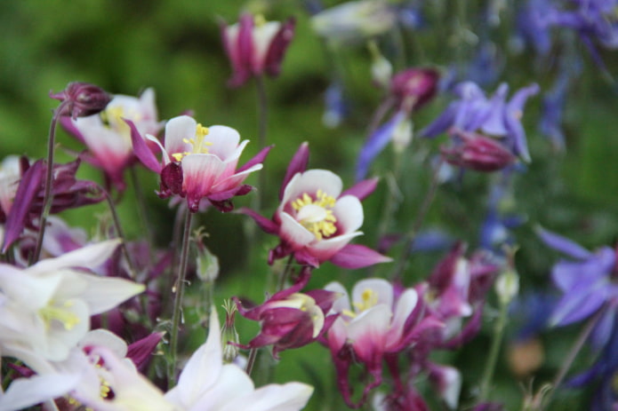 Aquilegia Aquilegia
