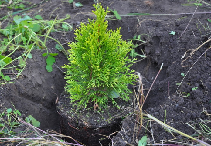 Planting a thuja in the fall Planting a thuja in the fall