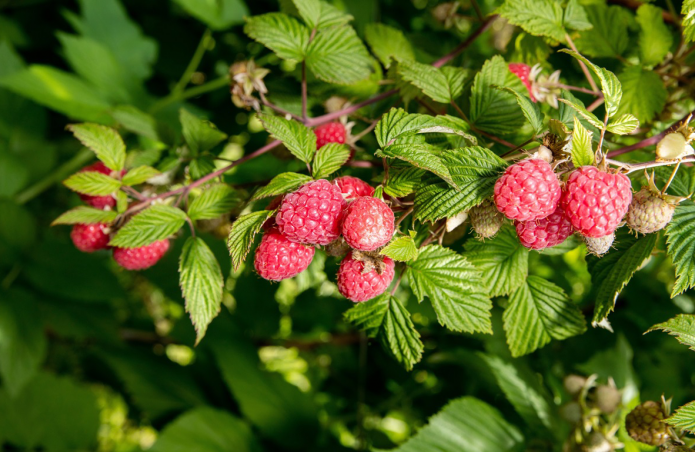 Raspberries Raspberries
