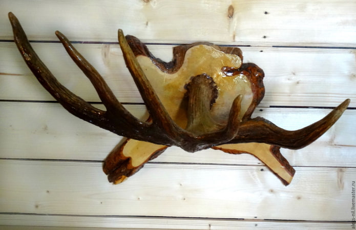 Moose antlers Moose antlers