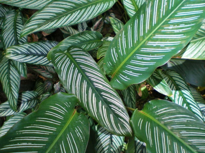 Decorated calathea